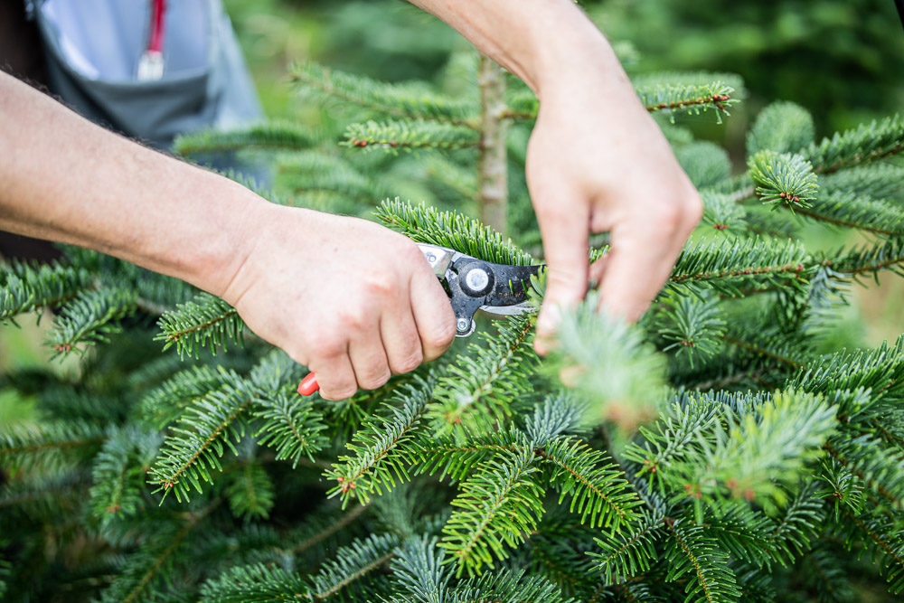bio-christbaum-0009