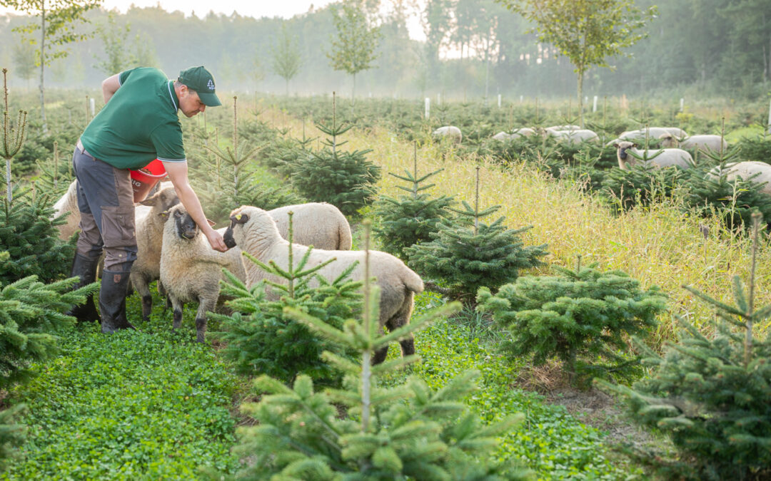 Christbaum? Am besten bio!